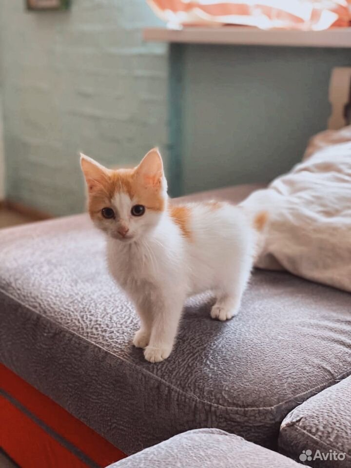 Яркий котенок Сема, 3,5 месяца купить на Зозу.ру - фотография № 1