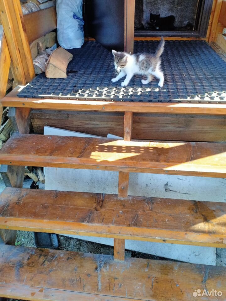 Котята ждут своих хозяев купить на Зозу.ру - фотография № 5