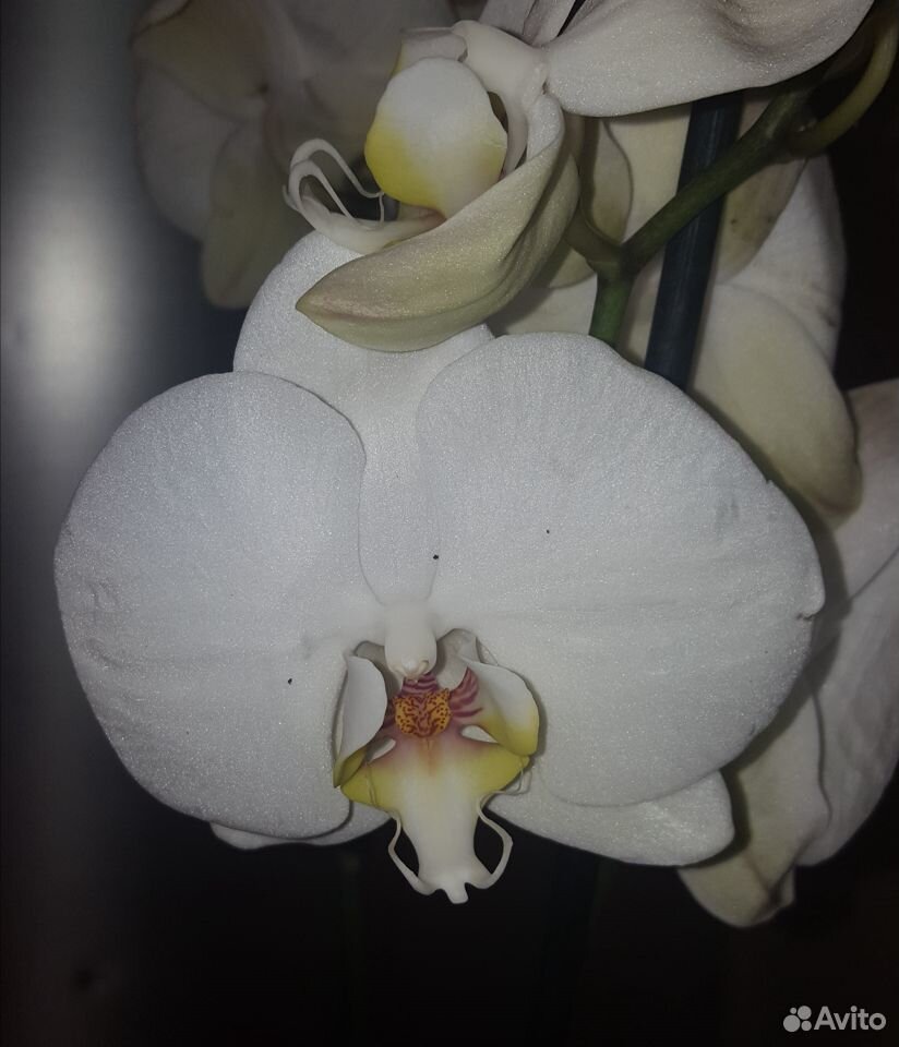 Орхидеи и антуриумы купить на Зозу.ру - фотография № 4
