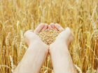 Зерно пшеница, ячмень, овес объявление продам