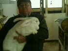 Самки и самцы кроликов объявление продам