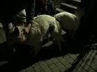 Швейцарская овчарка щенки объявление продам
