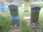 Продам пчел, пчелосемьи объявление продам