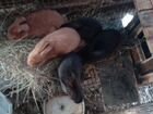 Кролики домашние крепкие новозеланцы объявление продам