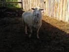 Бараны овцы козы объявление продам