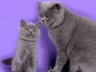 Британские котята голубого окраса и блю-пойнт объявление продам