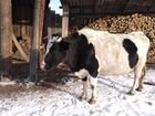 Корова, телка объявление продам