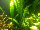 Живые аквариумные растения объявление продам