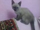 Сиамская кошка объявление продам