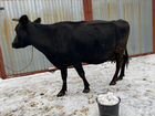 Корова 7 отёлов (яловка) объявление продам