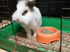 Отдам кролика с клеткой в добрые руки