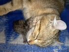 Котята от кошки породы Американский кёрл объявление продам