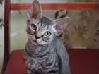 Девон рекс-котята объявление продам