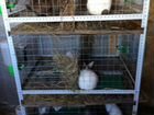 Бизнес на разведении кроликов объявление продам