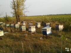 Продаю пчелосемьи, башкирской популяции