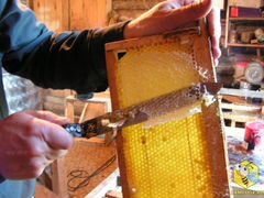 Продам натуральный пчелиный мед