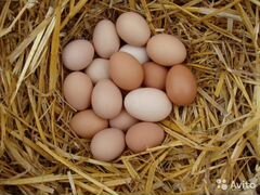 Яйцо куриное от домашних курочек