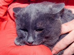Русский голубой красавец - молодой кот Фауст ищет