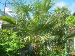 Пальма китайская вееролистная. Аукуба саженцы