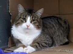 Мурзик - большой кот с доброй душой ищет дом