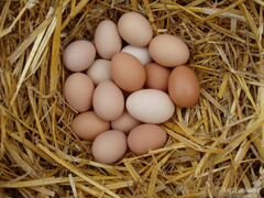 Яйцо куриное на инкубацию