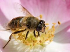 Пчелы, пчелосемьи