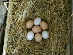 Куриные деревенские яйца