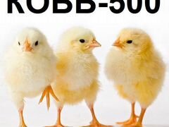 Цыплята Кобб-500 (Чехия) в Крыму
