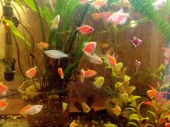 Разные рыбки и растения