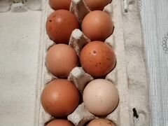 Продам Яйца от домашней птицы
