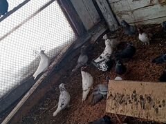 Домашние голуби бакинцы