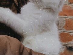 Кошка породы Мейн Кун