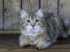 Сибирский котенок - девочка с золотым окрасом