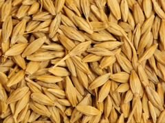 Пшеница Ячмень Кукуруза