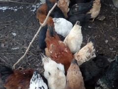 Суточные цыплята(домашние)