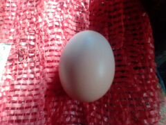 Яйцо инкубацыоное