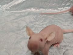 Очаровательные крыски-сфинксы