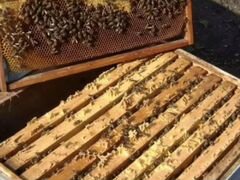 Пчелосемьи
