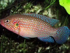 Рыбка аквариумная Хромис-красавец
