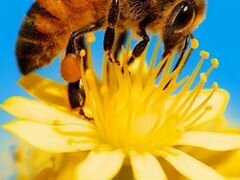 Пчелосемьи и ульи