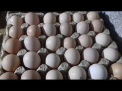 Яйца инкубационное домашних кур,брама, кучинская,с