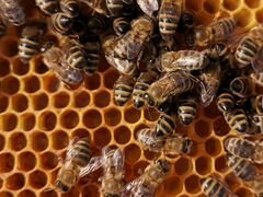 Качественные пчелопакеты 2020