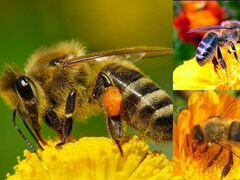 Пасека,пчелосемьи