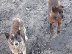 Пристраиваются два щенка собака привела на рабочее
