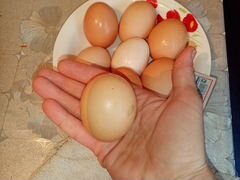 Продам инкубационное яйцо порода кур (мини- мясные