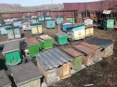 Продам пчёл на высодку
