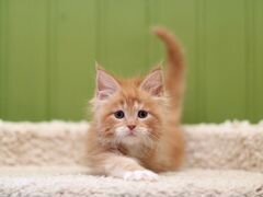 Мейн-кун котенок красный мрамор с белым