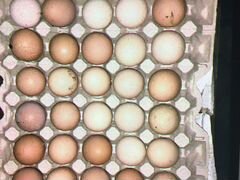 Яйца Домашние