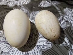 Инкубационые гусиные и индюшиные яйца