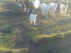 Козы и овцы, в общем друзья наши парнокопытные